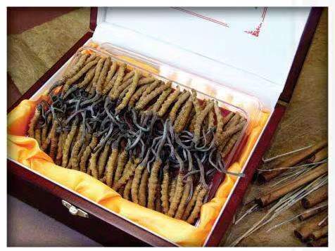 游仙冬虫夏草回收